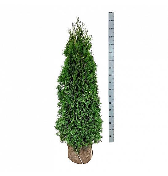 Thuja occidentalis Smaragd bala 140-160 cm extra