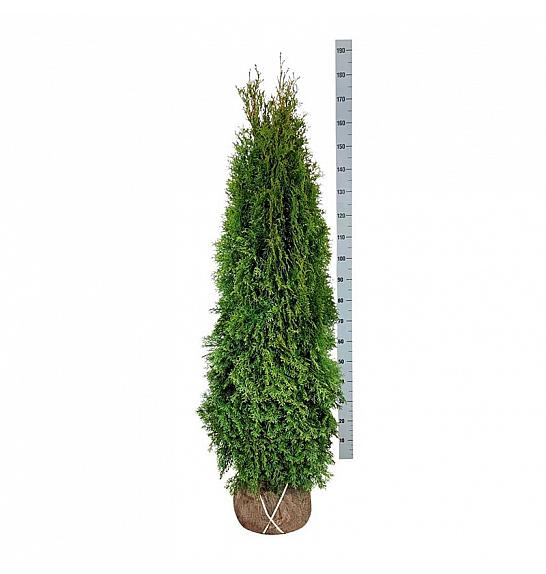 Thuja occidentalis Smaragd bala 160-180 cm extra