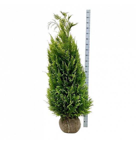 Chamaecyparis lawsoniana Ivonne bala 140-160 cm extra