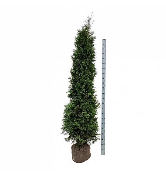Thuja occidentalis King of Brabant PBR bala 200-225 cm extra