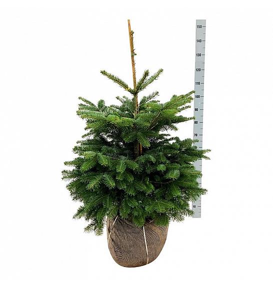 Abies nordmanniana bala 80-100 cm extra
