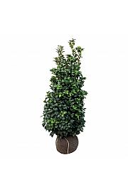 Prunus laurocerasus Ani PBR bala 125-150 cm extra