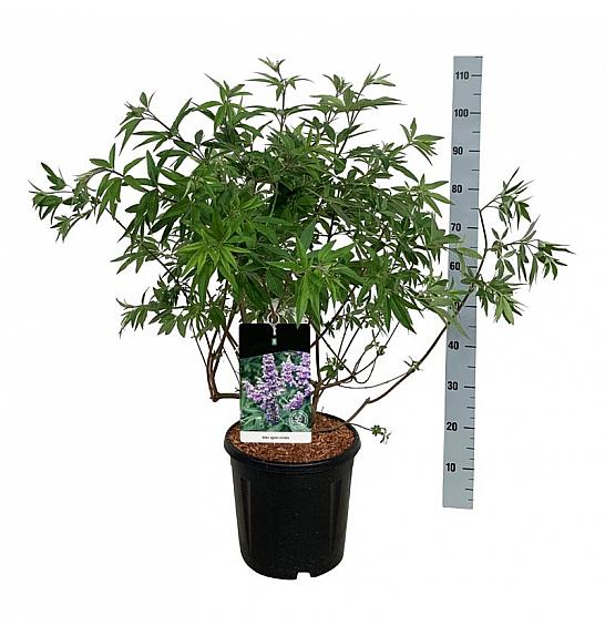 Vitex agnus-castus C15 Lit. 80-100 cm