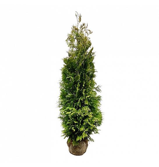 Thuja occidentalis Golden Brabant PBR bala 200-225 cm extra