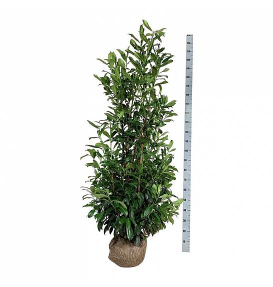 Prunus laurocerasus Caucasica bala 150-175 cm extra