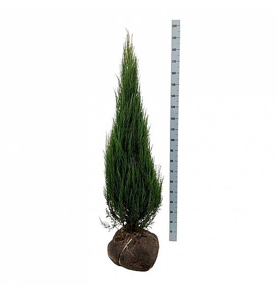 Juniperus scopulorum Blue Arrow bala 125-150 cm extra
