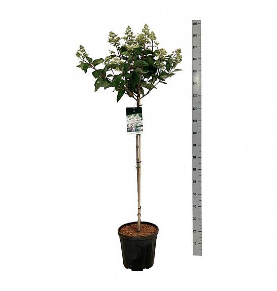 Hydrangea paniculata Early Harry C15 Lit. Na steblu 90 cm