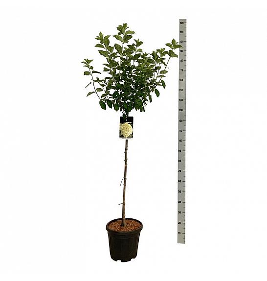 Hydrangea paniculata Limelight C15 Lit. Na steblu 90 cm