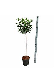 Hydrangea paniculata Vanille-Fraise C15 Lit. Na steblu 90 cm