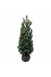 Prunus laurocerasus Ani PBR bala 150-175 cm extra