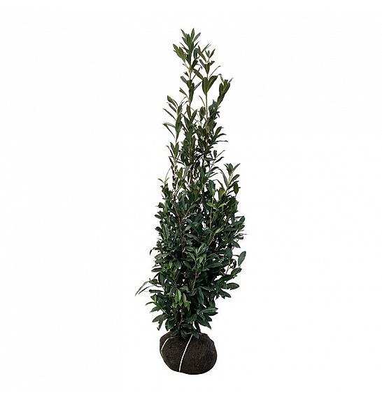 Prunus laurocerasus Caucasica bala 175-200 cm extra