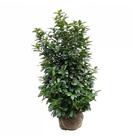 Prunus laurocerasus Kleopatra bala 150-175 cm extra