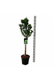 Taxodium distichum Pevé Minaret C15 Lit. Na steblu 60 cm