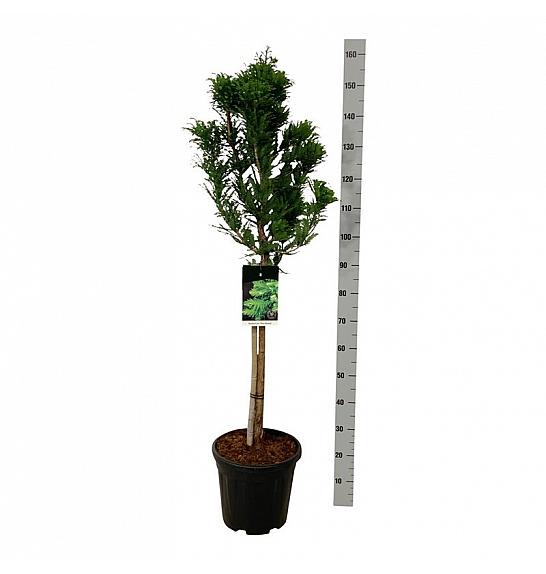 Taxodium distichum Pevé Minaret C15 Lit. Na steblu 60 cm