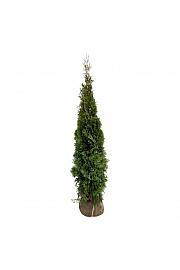 Thuja occidentalis Smaragd bala 200-225 cm