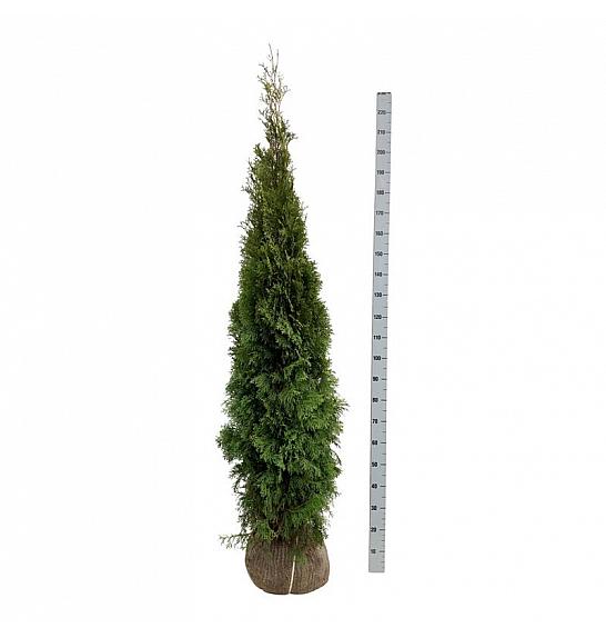 Thuja occidentalis Smaragd bala 200-225 cm