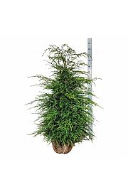 Tsuga canadensis bala 125-150 cm extra