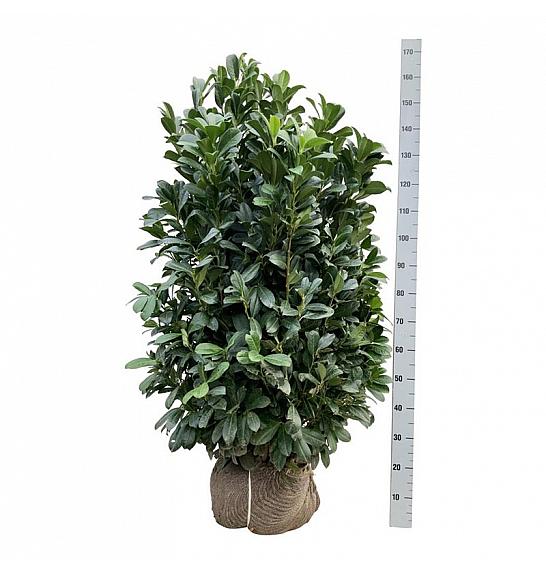 Prunus laurocerasus Bonaparte PBR bala 125-150 cm extra