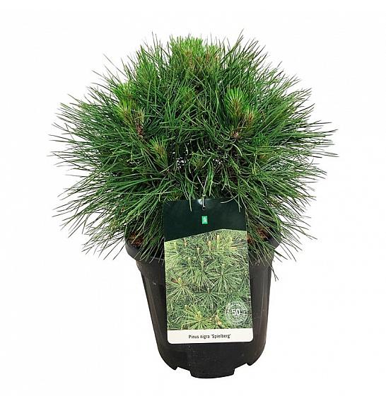 Pinus nigra Spielberg C15 Lit. 40-50 cm