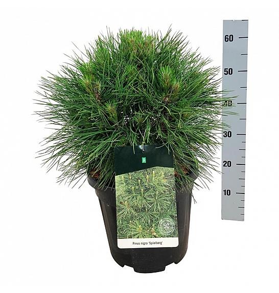 Pinus nigra Spielberg C15 Lit. 40-50 cm