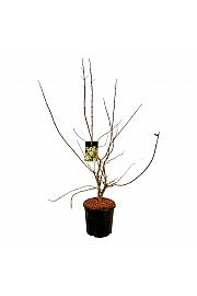 Heptacodium miconioides C15 Lit. 100-125 cm