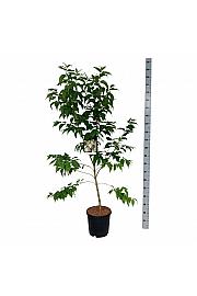 Heptacodium miconioides C15 Lit. 100-125 cm