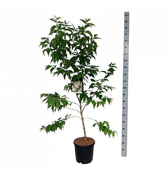 Heptacodium miconioides C15 Lit. 100-125 cm