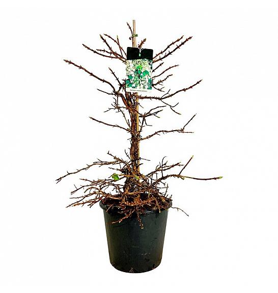 Hydrangea petiolaris C30 Lit. 100-125 cm