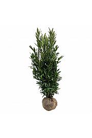 Prunus laurocerasus Renault Ace ® bala 175-200 cm extra
