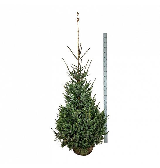 Picea omorika bala 175-200 cm extra