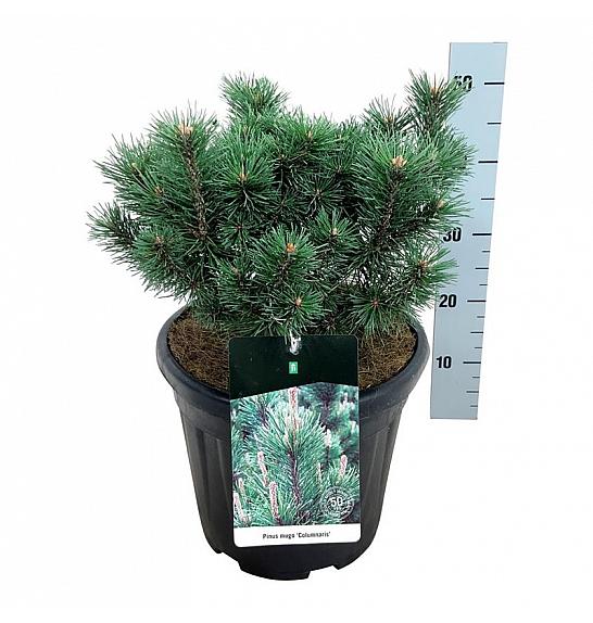 Pinus mugo Columnaris C15 Lit. 30-40 cm