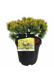 Pinus mugo Ophir C15 Lit. 30-40 cm