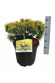 Pinus mugo Ophir C15 Lit. 30-40 cm