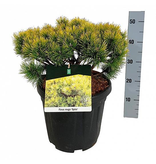 Pinus mugo Ophir C15 Lit. 30-40 cm