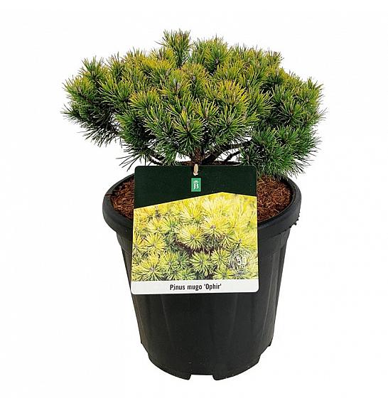 Pinus mugo Ophir C15 Lit. 40-50 cm
