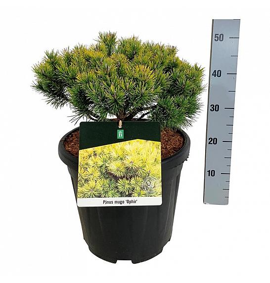 Pinus mugo Ophir C15 Lit. 40-50 cm