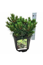 Pinus nigra Nana C15 Lit. 30-40 cm