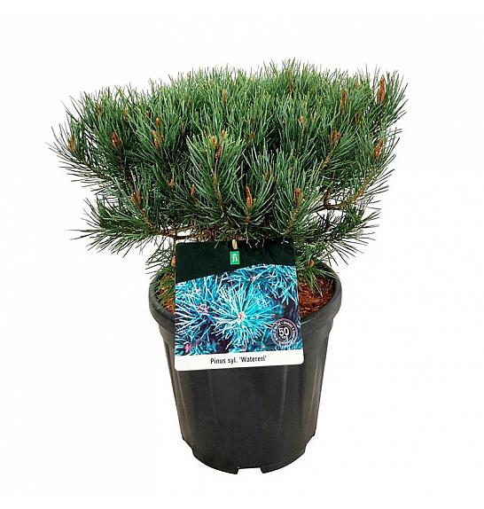 Pinus sylvestris Watereri C15 Lit. 30-40 cm