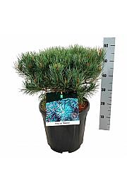 Pinus sylvestris Watereri C15 Lit. 30-40 cm