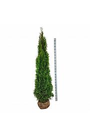Thuja occidentalis Smaragd bala 200-225 cm extra