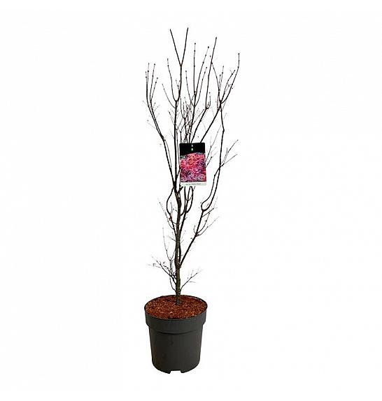Acer palmatum Skeeter´s Broom C15 Lit. 100-125 cm