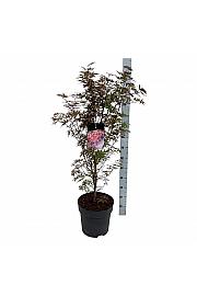 Acer palmatum Skeeter´s Broom C15 Lit. 100-125 cm