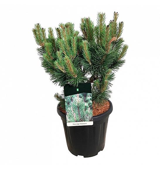 Pinus mugo Columnaris C15 Lit. 40-50 cm