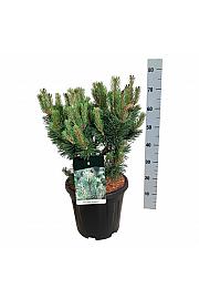 Pinus mugo Columnaris C15 Lit. 40-50 cm