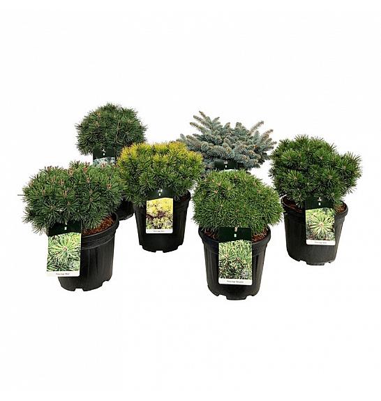 Iglavci ekskluzivni Mix C15 Lit. 40-50 cm