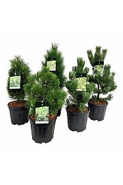 Iglavci ekskluzivni Mix C15 Lit. 50-60 cm