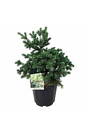 Picea pungens Lucky Strike C15 Lit. 50-60 cm