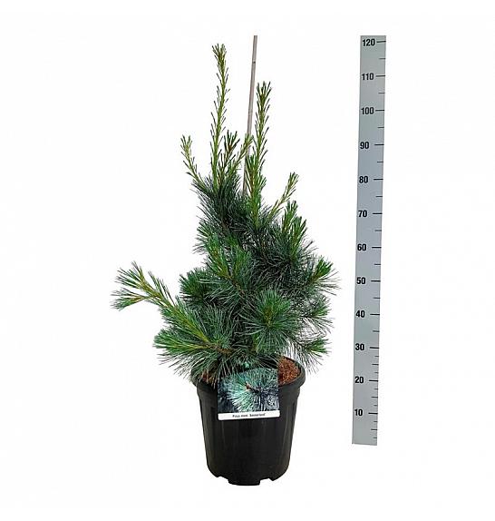 Pinus monticola Ammerland C15 Lit. 60-80 cm