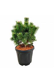 Pinus mugo Mumpitz C15 Lit. 30-40 cm