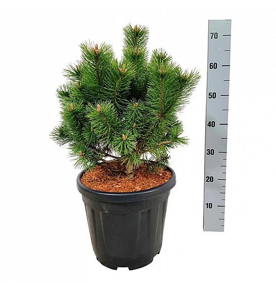 Pinus mugo Mumpitz C15 Lit. 30-40 cm